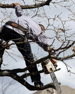 Tree Pruning