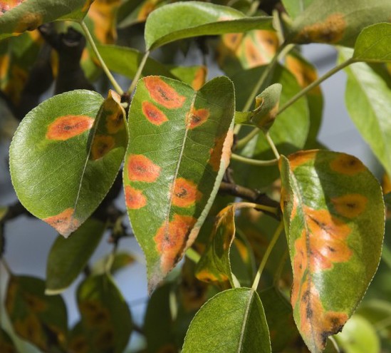 Tree Disease Management