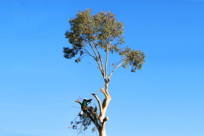 Tree Removal