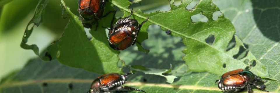 Tree and Shrub Spraying